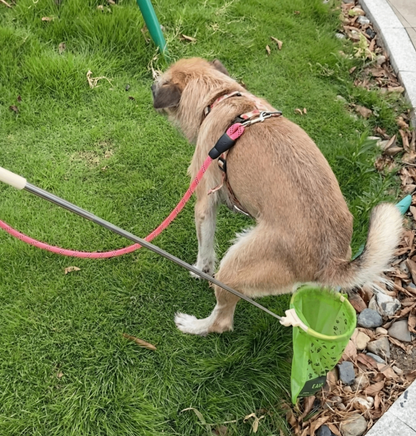 The Paws N Go Telescopic Wand