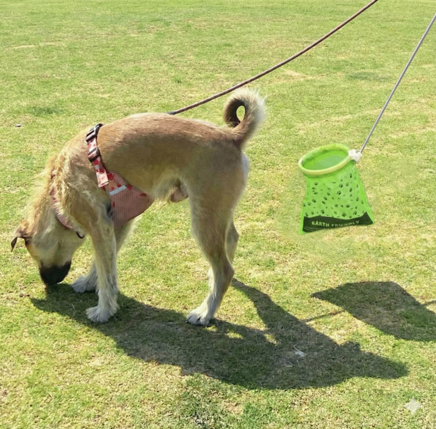 The Paws N Go Telescopic Wand